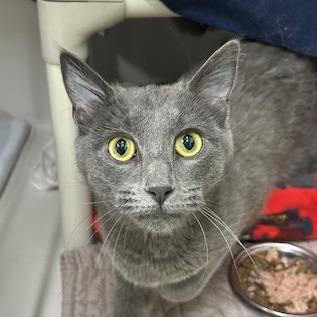 Sheba, a Adoptable Domestic Short Hair in Durango, CO image 2/2