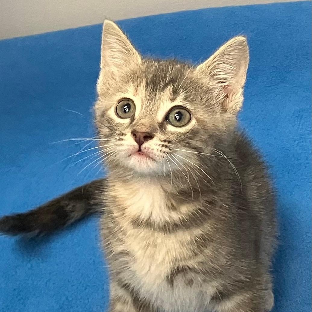 Tabitha, ADOPTABLE, Kitten Female Domestic Short Hair.