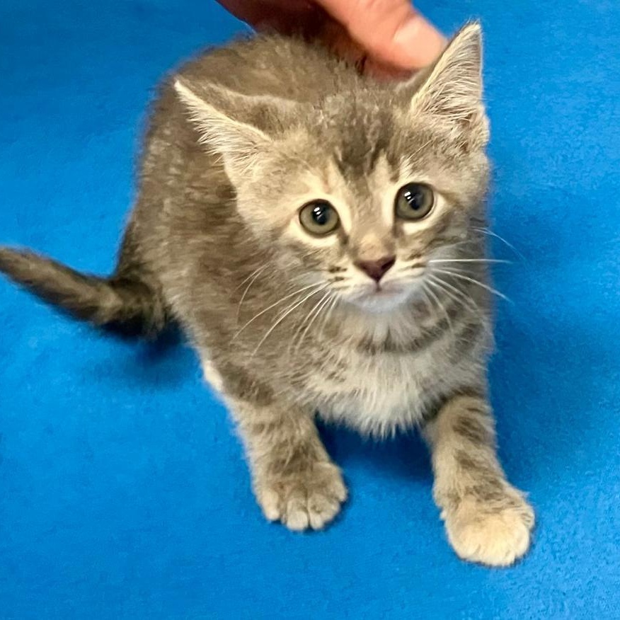 Tabitha, a ADOPTABLE Domestic Short Hair in Gastonia, NC image 2/2