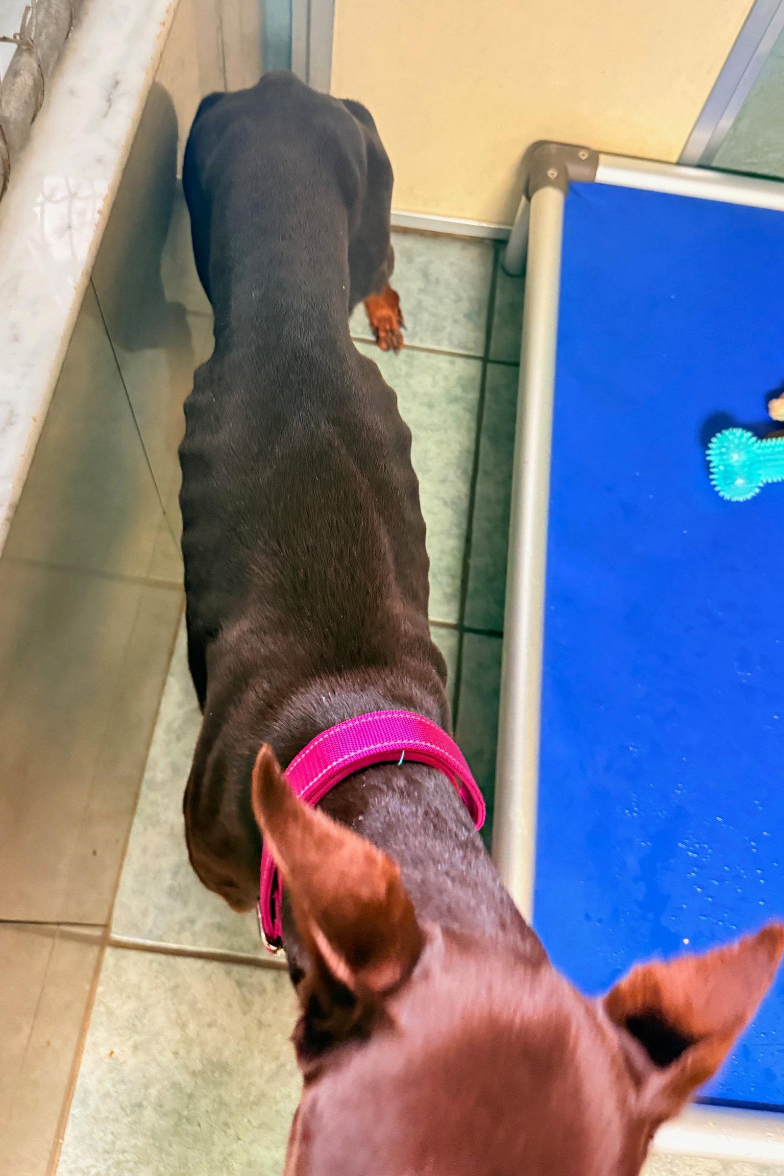 Brownie 3538, Adopted, Young Female Doberman Pinscher.