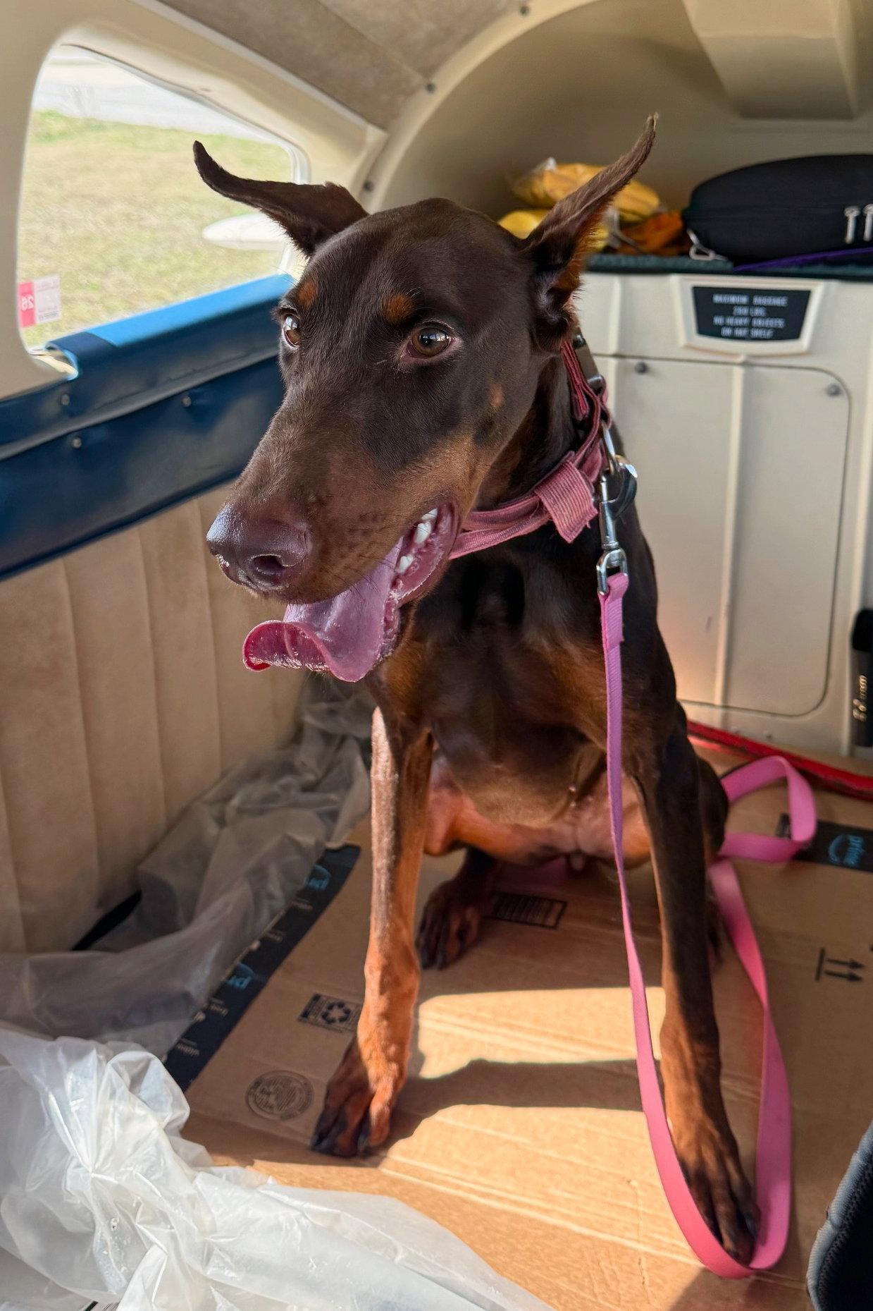 Brownie 3538, a Adopted Doberman Pinscher in Oakland Park, FL image 2/3