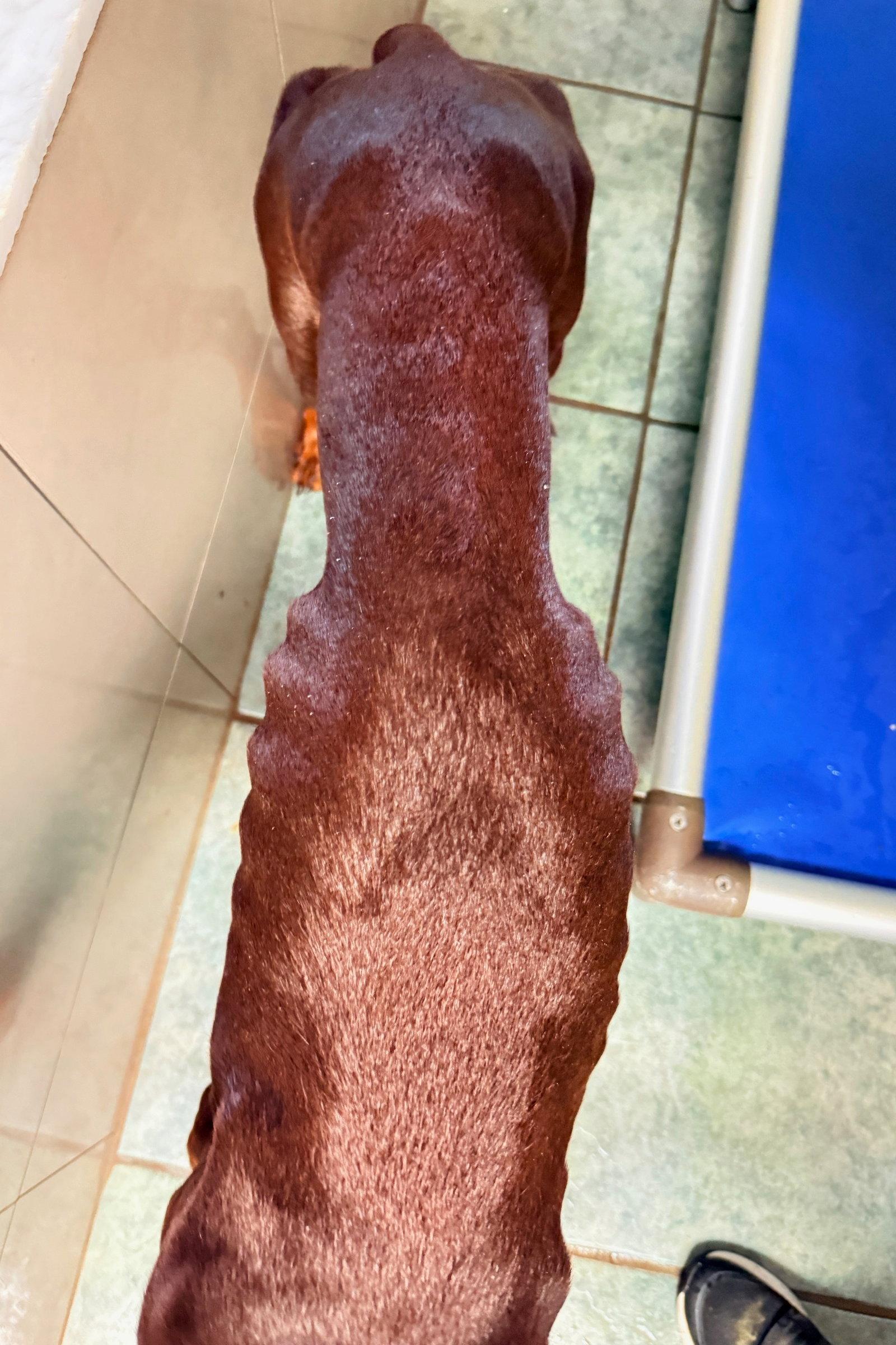 Brownie 3538, a Adopted Doberman Pinscher in Oakland Park, FL image 3/3