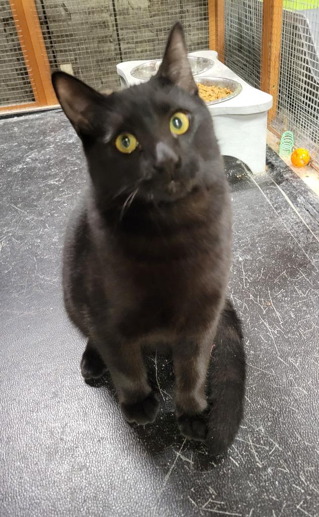 Moose — thumbnail 3