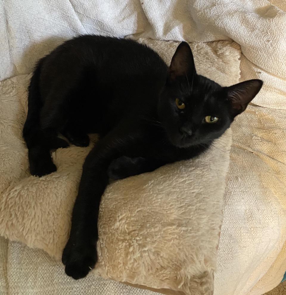 Enlarge Midnight, a Adoptable mixed breed in Philadelphia, PA image 2/3