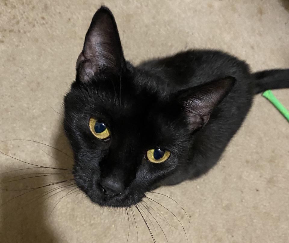 Midnight, Adoptable, Young Female Domestic Short Hair & Bombay.