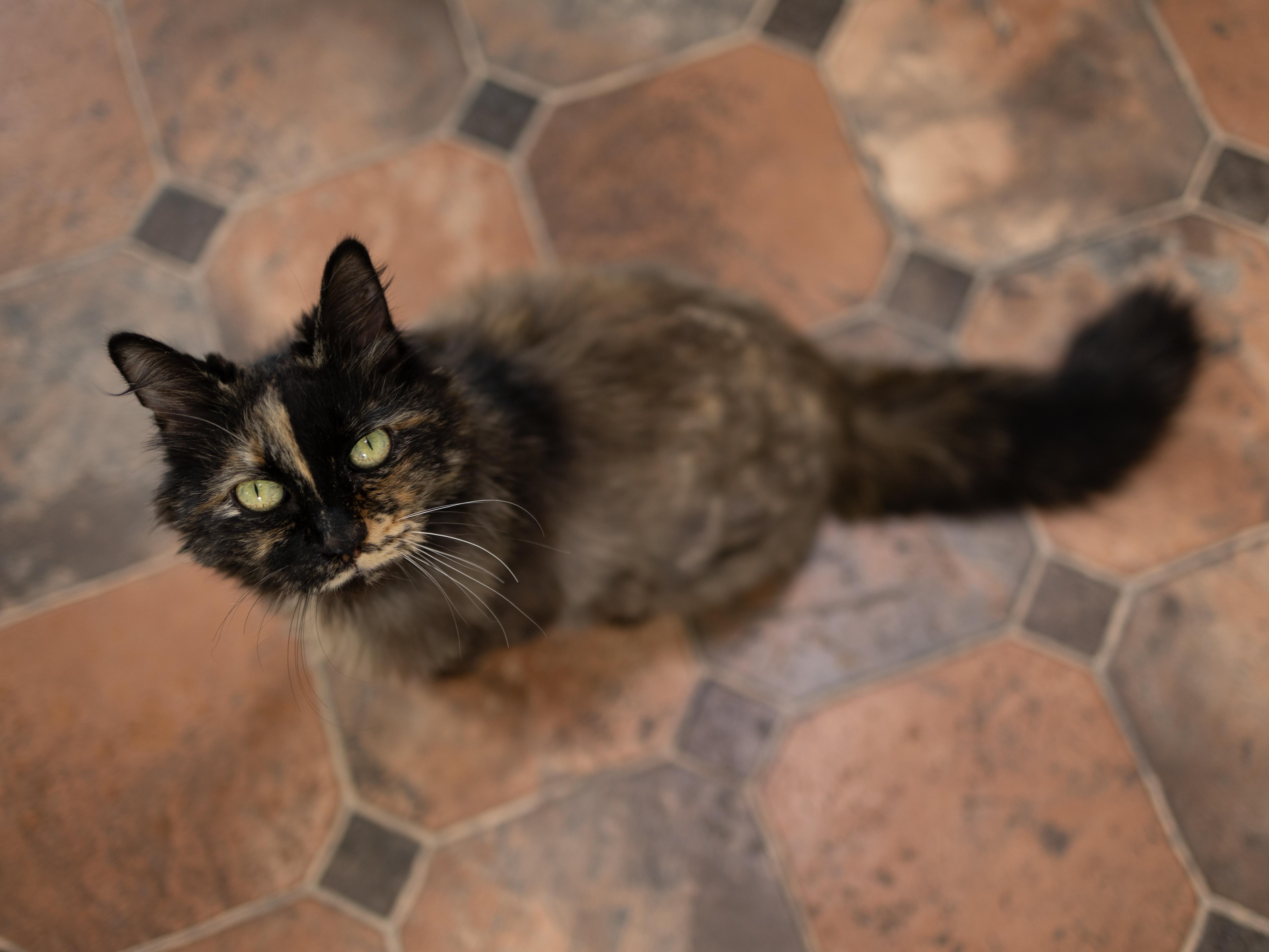 Aubrey, a ADOPTABLE mixed breed in Monroe, WA image 2/6