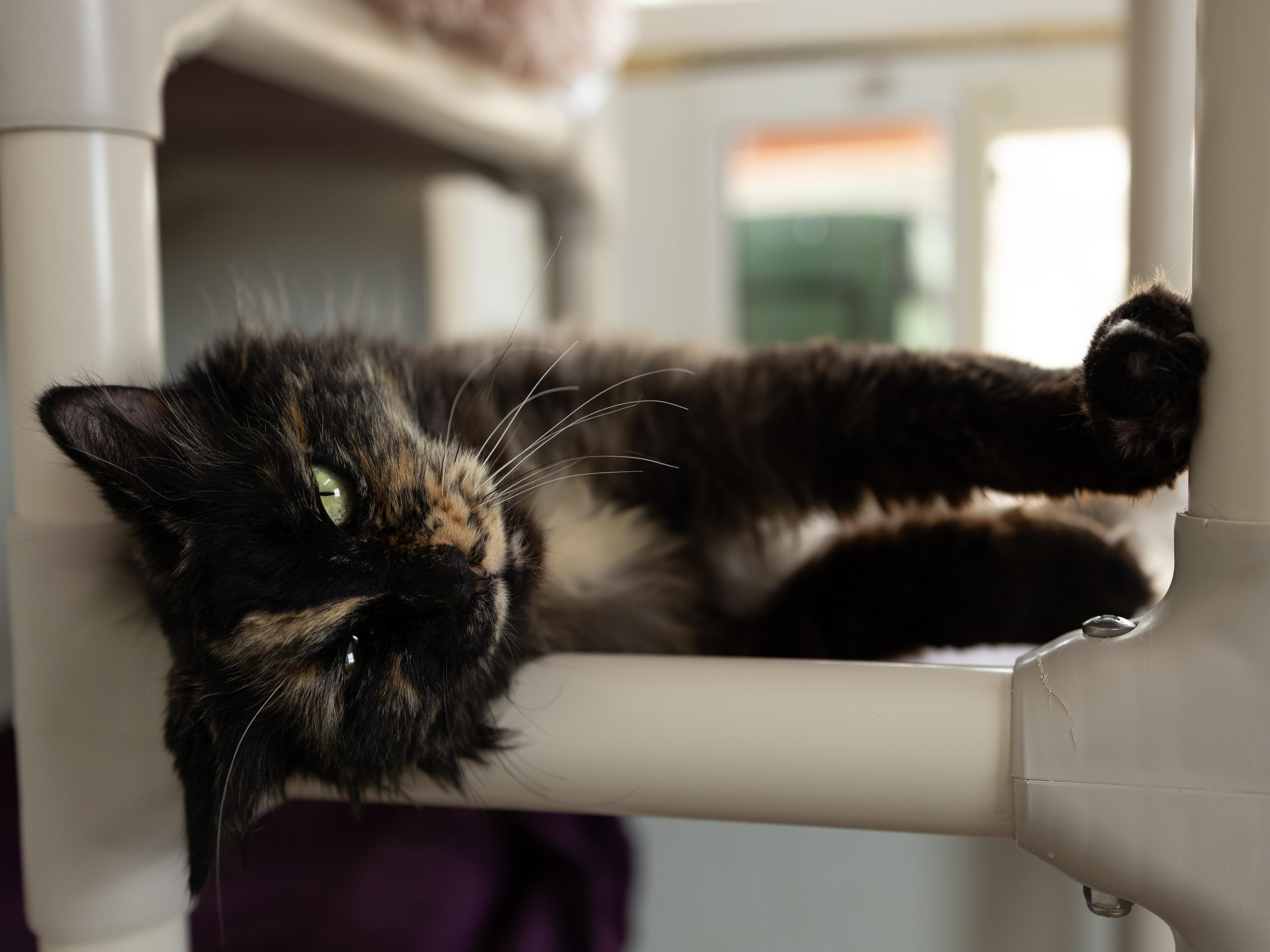 Aubrey, a ADOPTABLE mixed breed in Monroe, WA image 4/6