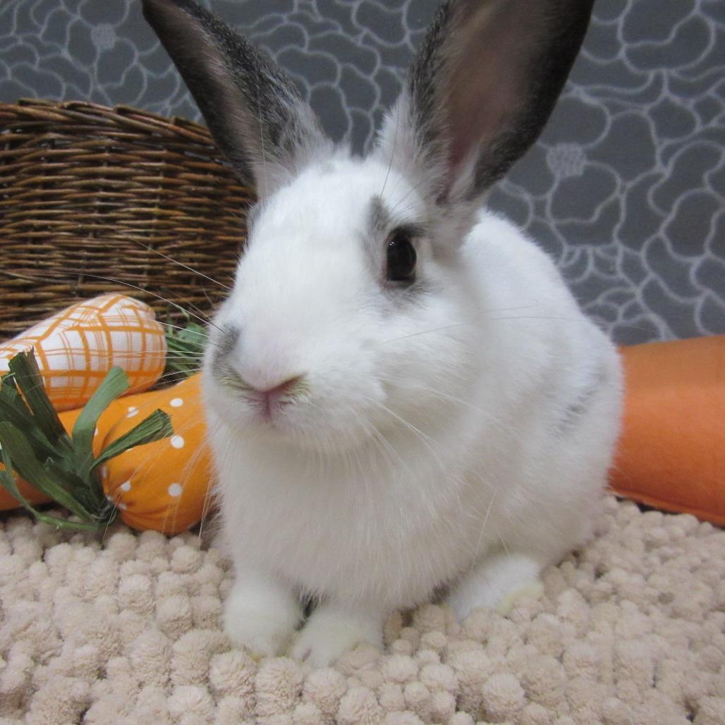 Enlarge Coriander, a Adoptable American in Newport, PA image 1/3