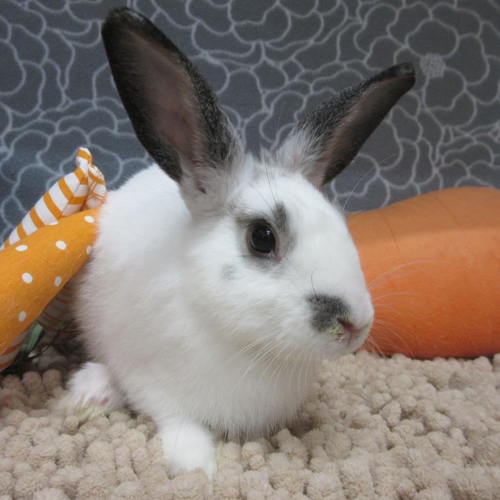 Enlarge Coriander, a Adoptable American in Newport, PA image 2/3