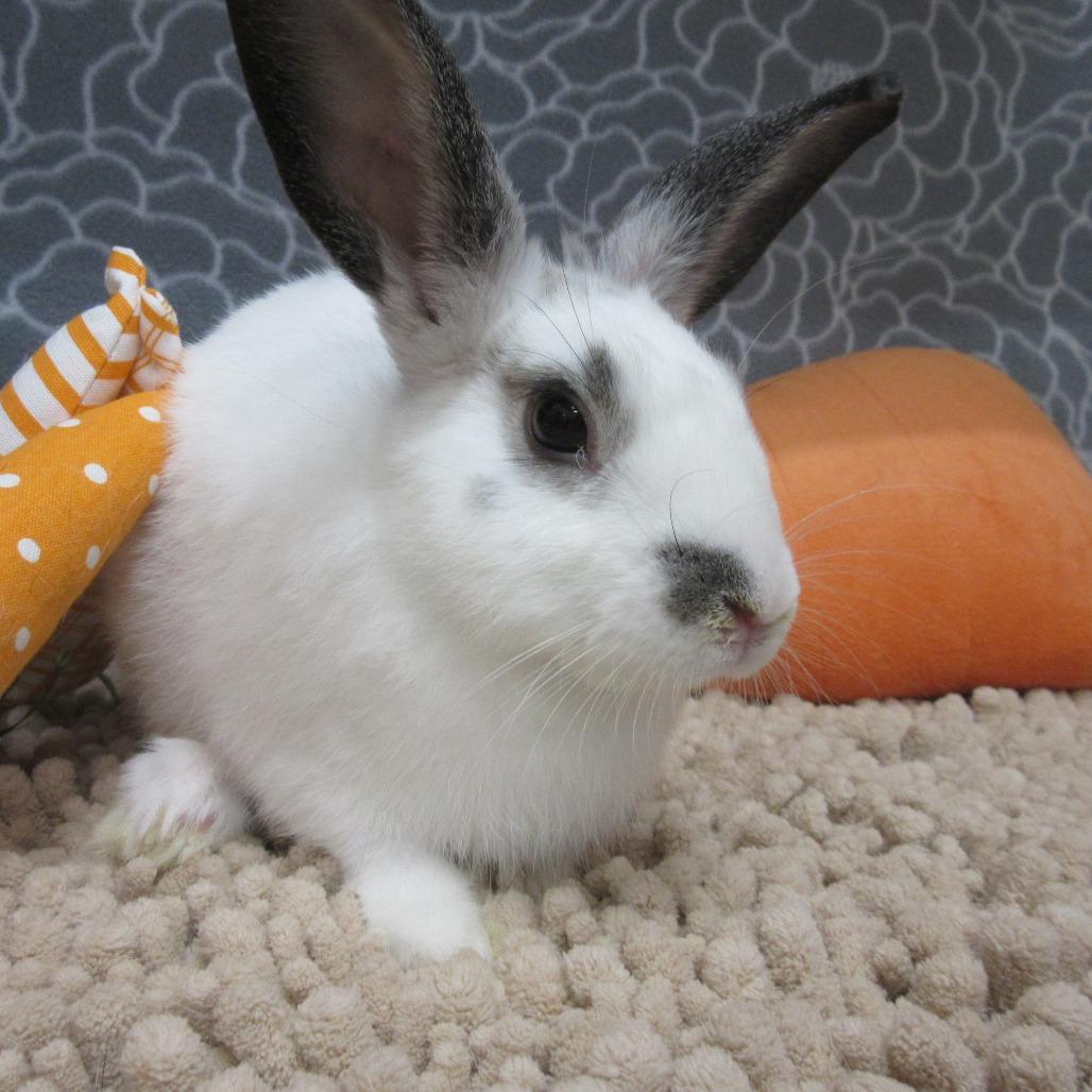 Enlarge Coriander, a Adoptable American in Newport, PA image 3/3