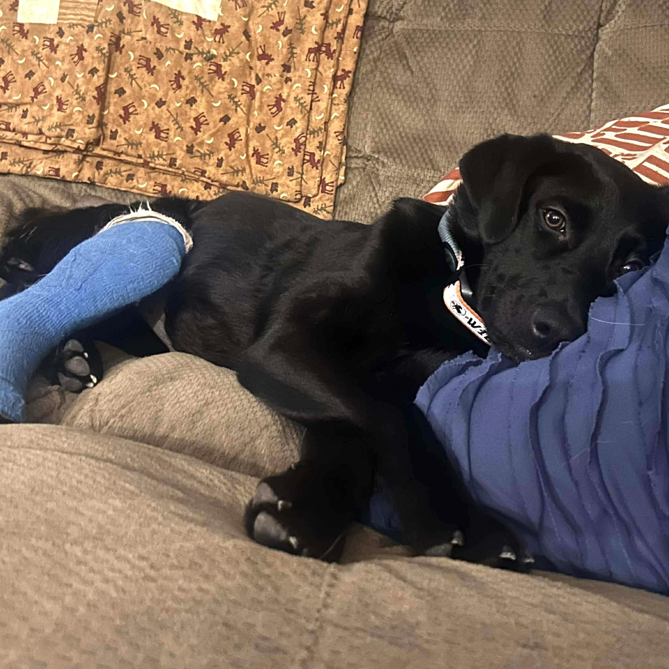 Enlarge Lele , a ADOPTABLE mixed breed in Edmonton, AB image 6/6