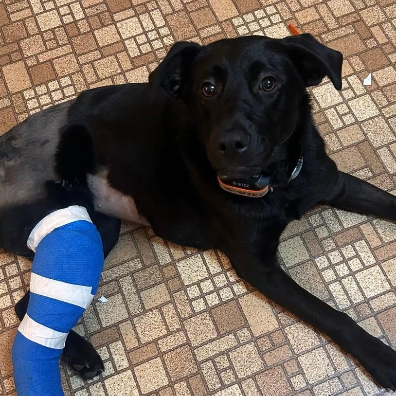 Enlarge Lele , a ADOPTABLE mixed breed in Edmonton, AB image 3/6