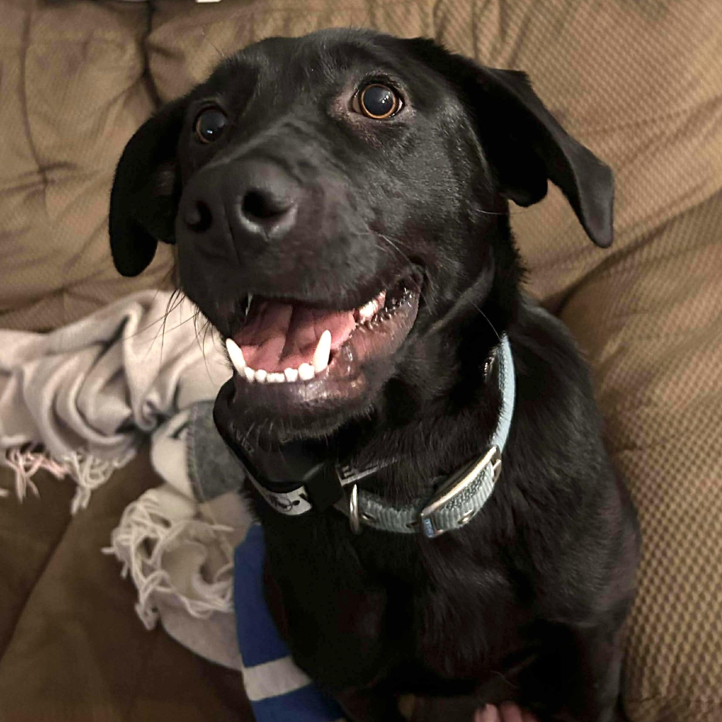 Enlarge Lele , a ADOPTABLE mixed breed in Edmonton, AB image 5/6