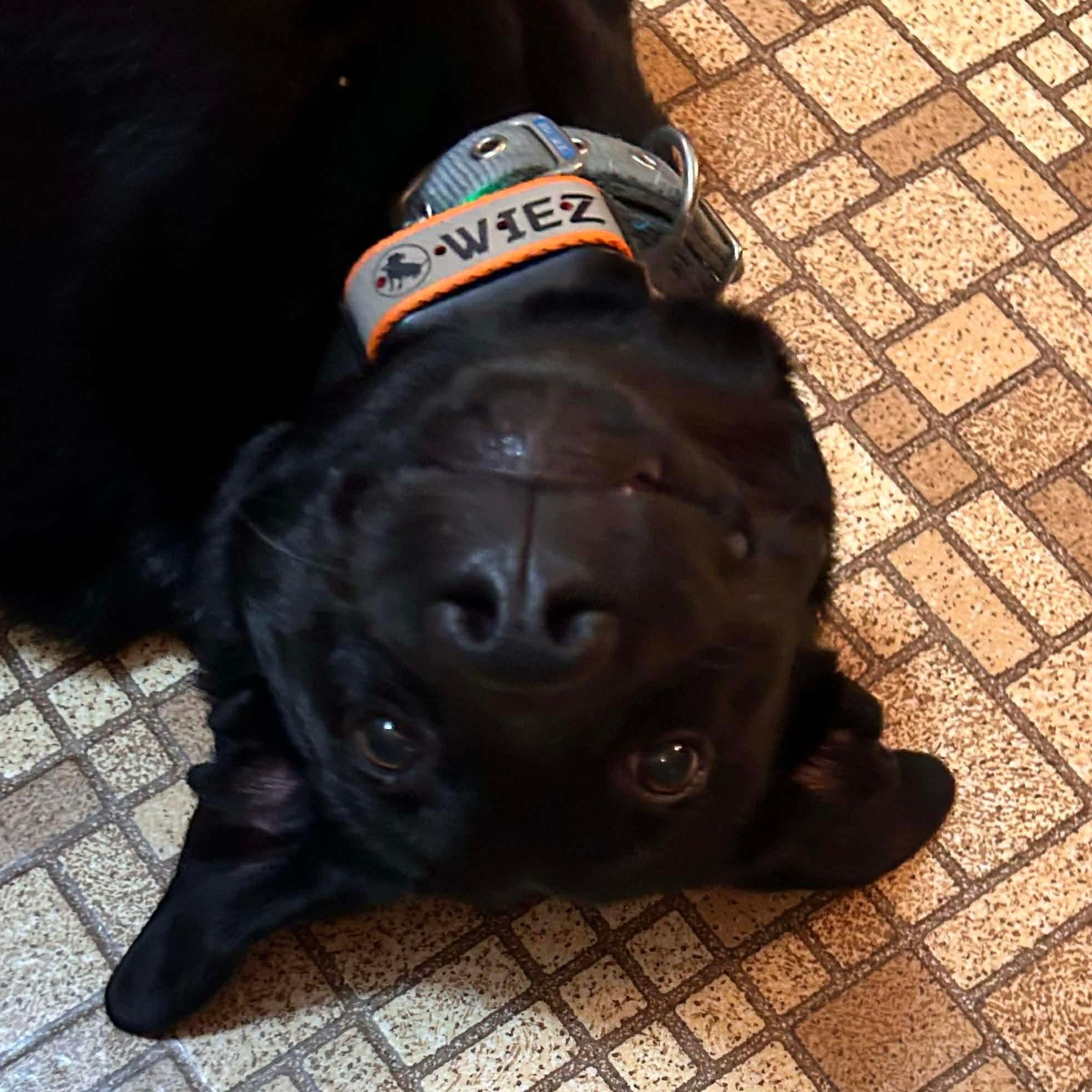 Enlarge Lele , a ADOPTABLE mixed breed in Edmonton, AB image 4/6