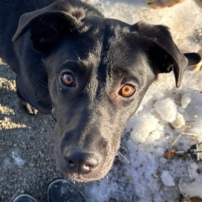 Enlarge Lele , a ADOPTABLE mixed breed in Edmonton, AB image 2/6