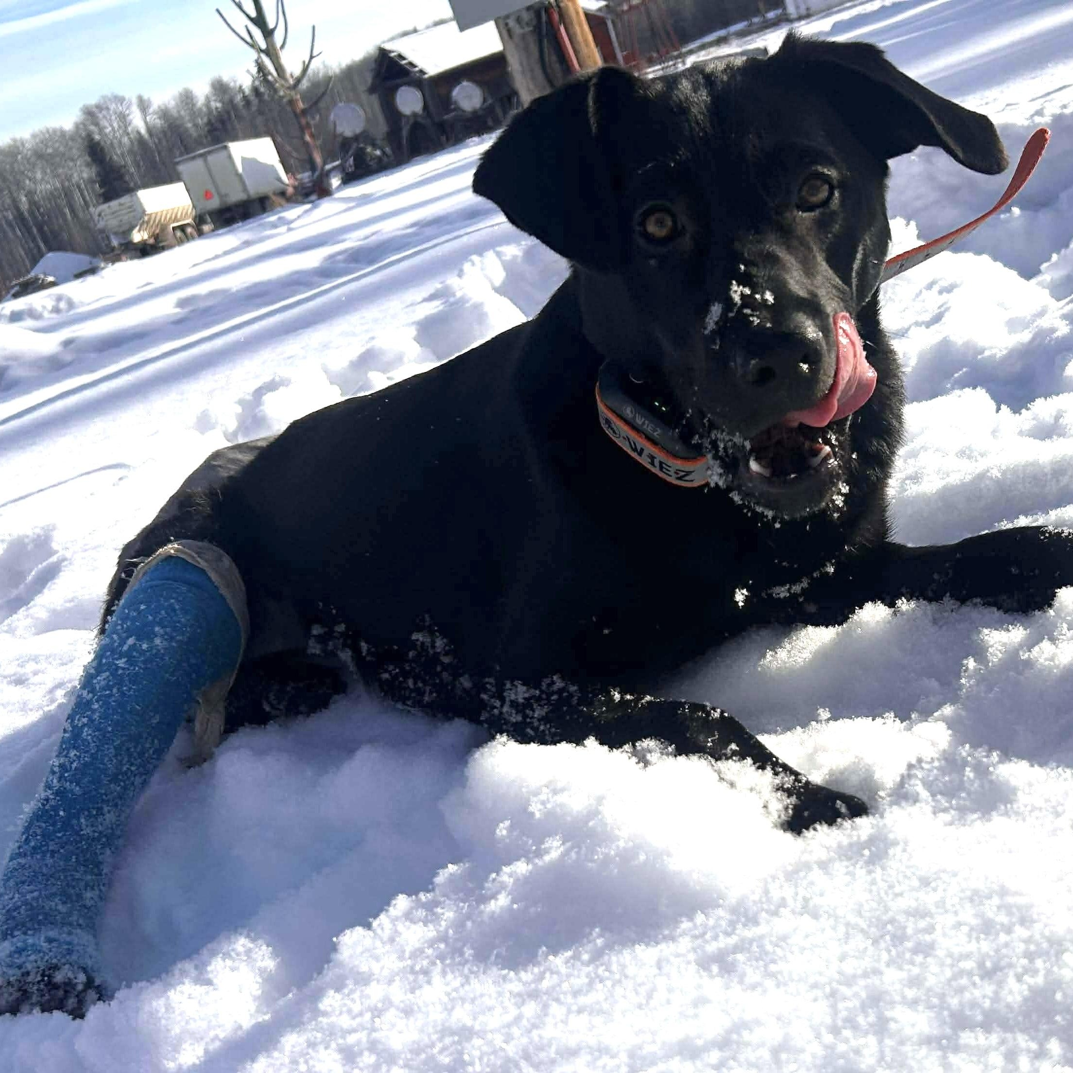 Lele , ADOPTABLE, Young Female Black Labrador Retriever.