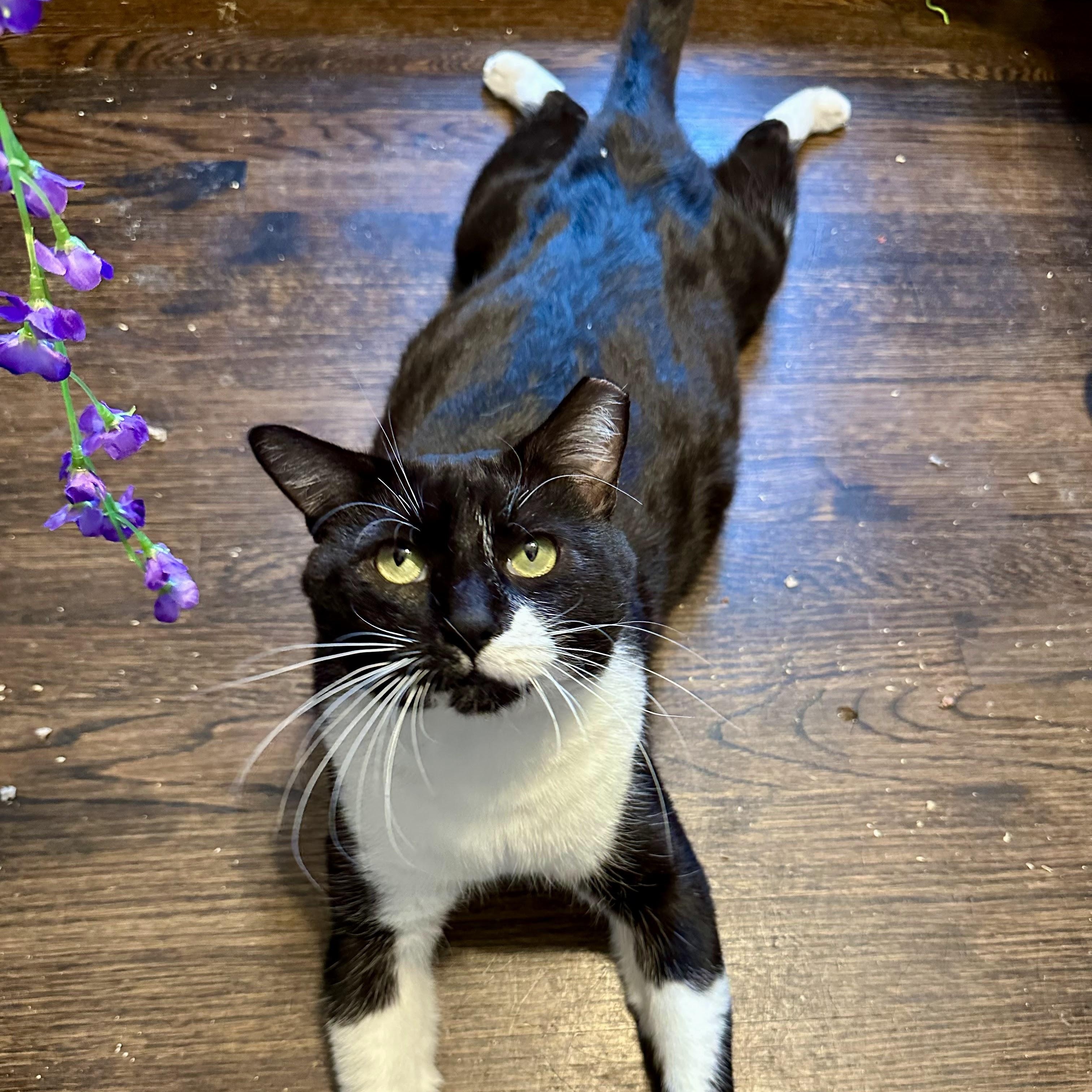 Zorro (Supercat by day, snuglebug by night) Tuxedo Cat