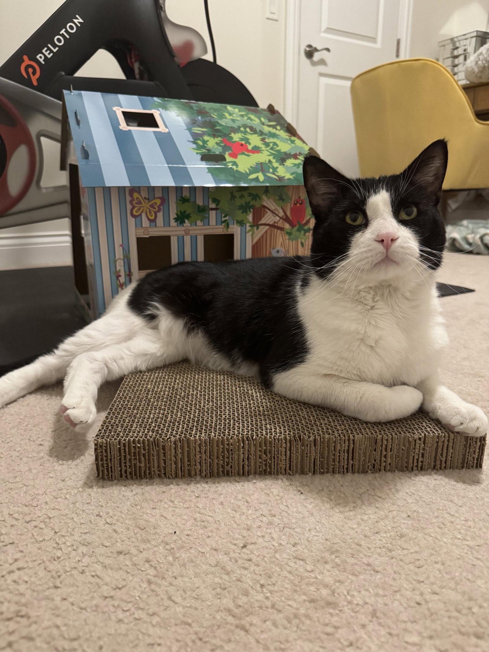 Mike, Adoptable, Adult Male Domestic Short Hair.