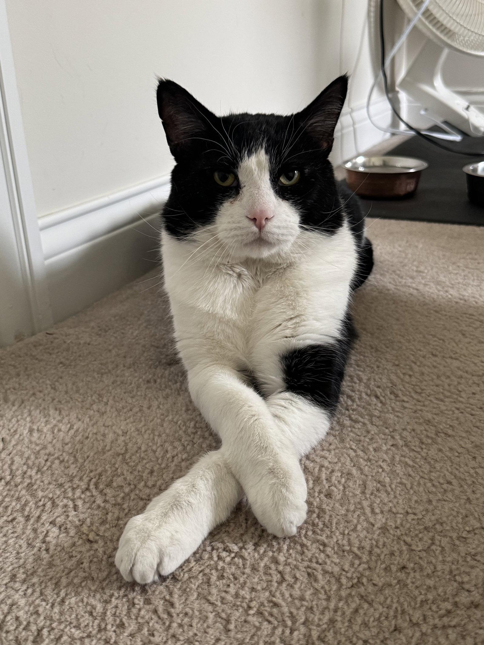 Enlarge Mike, a Adoptable Domestic Short Hair in Columbus, OH image 2/3