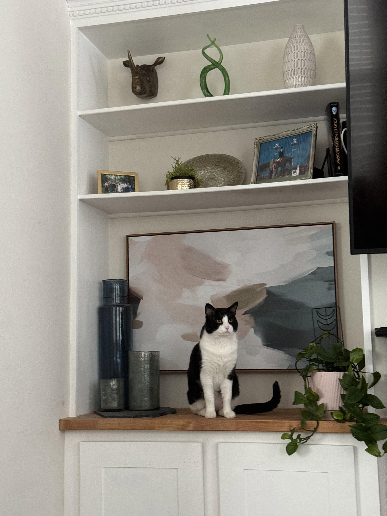 Enlarge Mike, a Adoptable Domestic Short Hair in Columbus, OH image 3/3