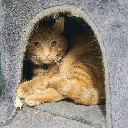 6985 (Sara), Adoptable, Adult Female Domestic Short Hair.