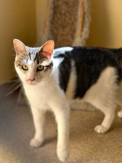 Haddock, Adoptable, Adult Male Domestic Short Hair.