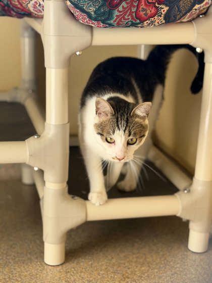 Enlarge Haddock, a Adoptable mixed breed in Fremont, MI image 2/2