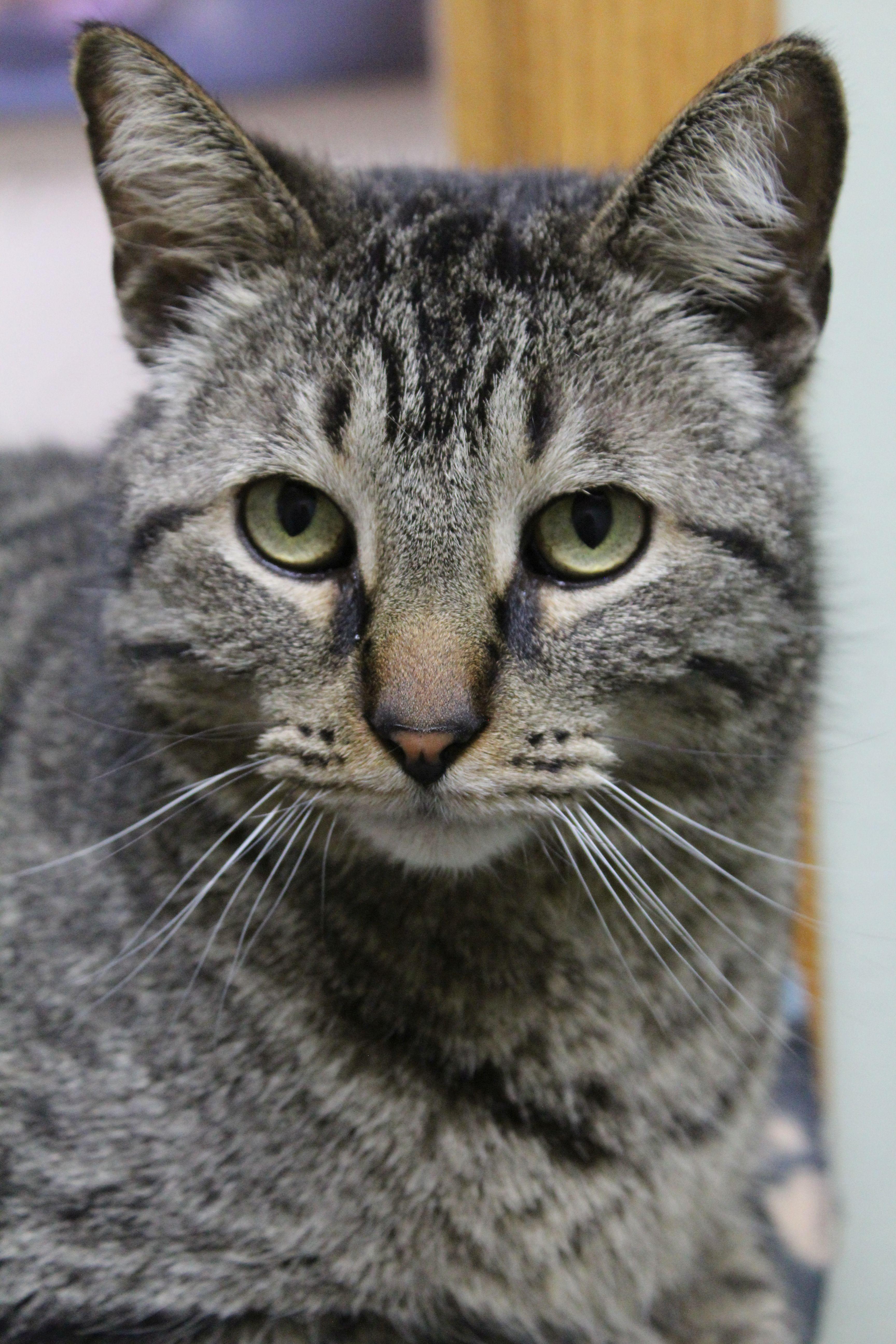 Enlarge Leon, a ADOPTABLE Domestic Short Hair in Portage, WI image 2/3