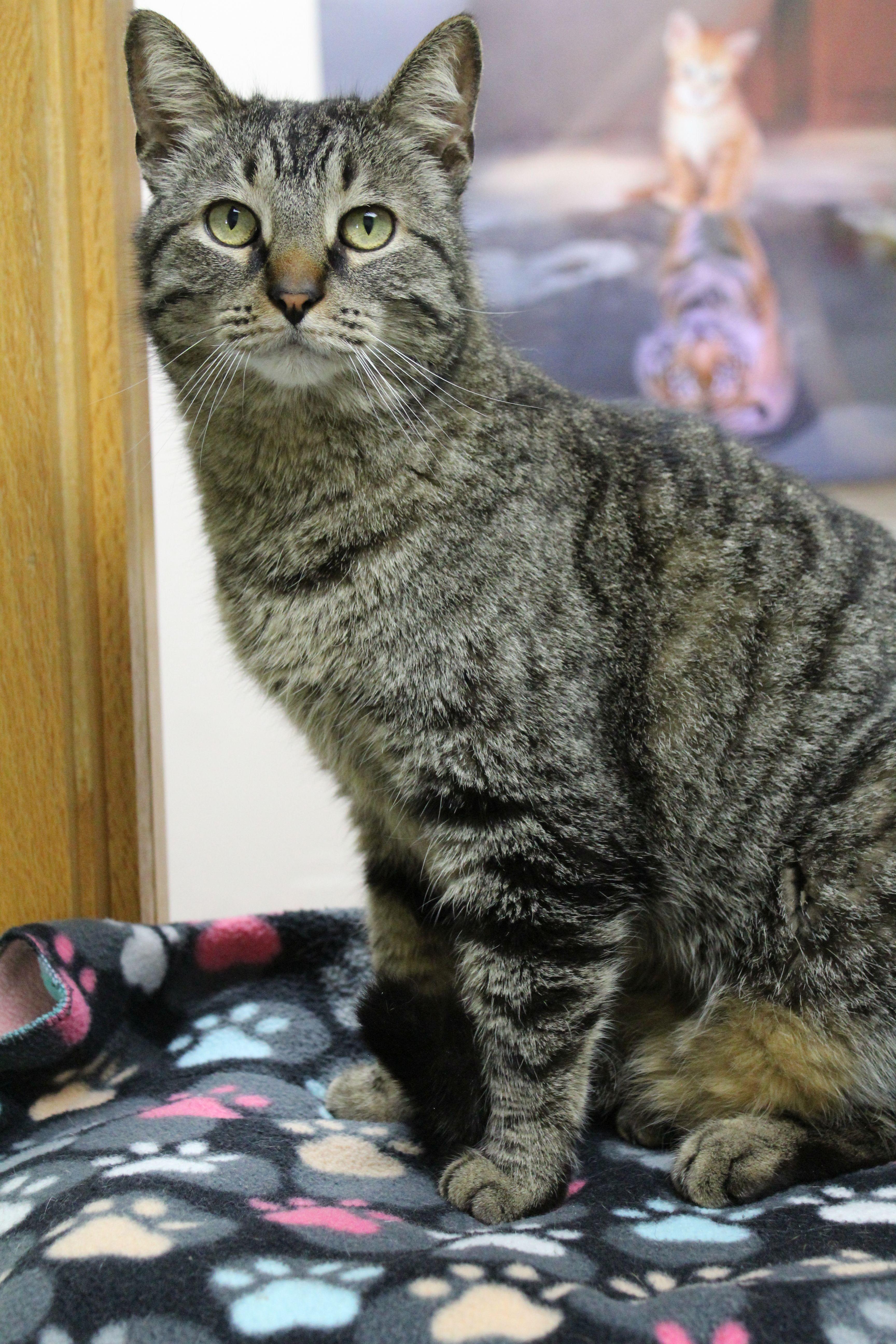 Enlarge Leon, a ADOPTABLE Domestic Short Hair in Portage, WI image 3/3