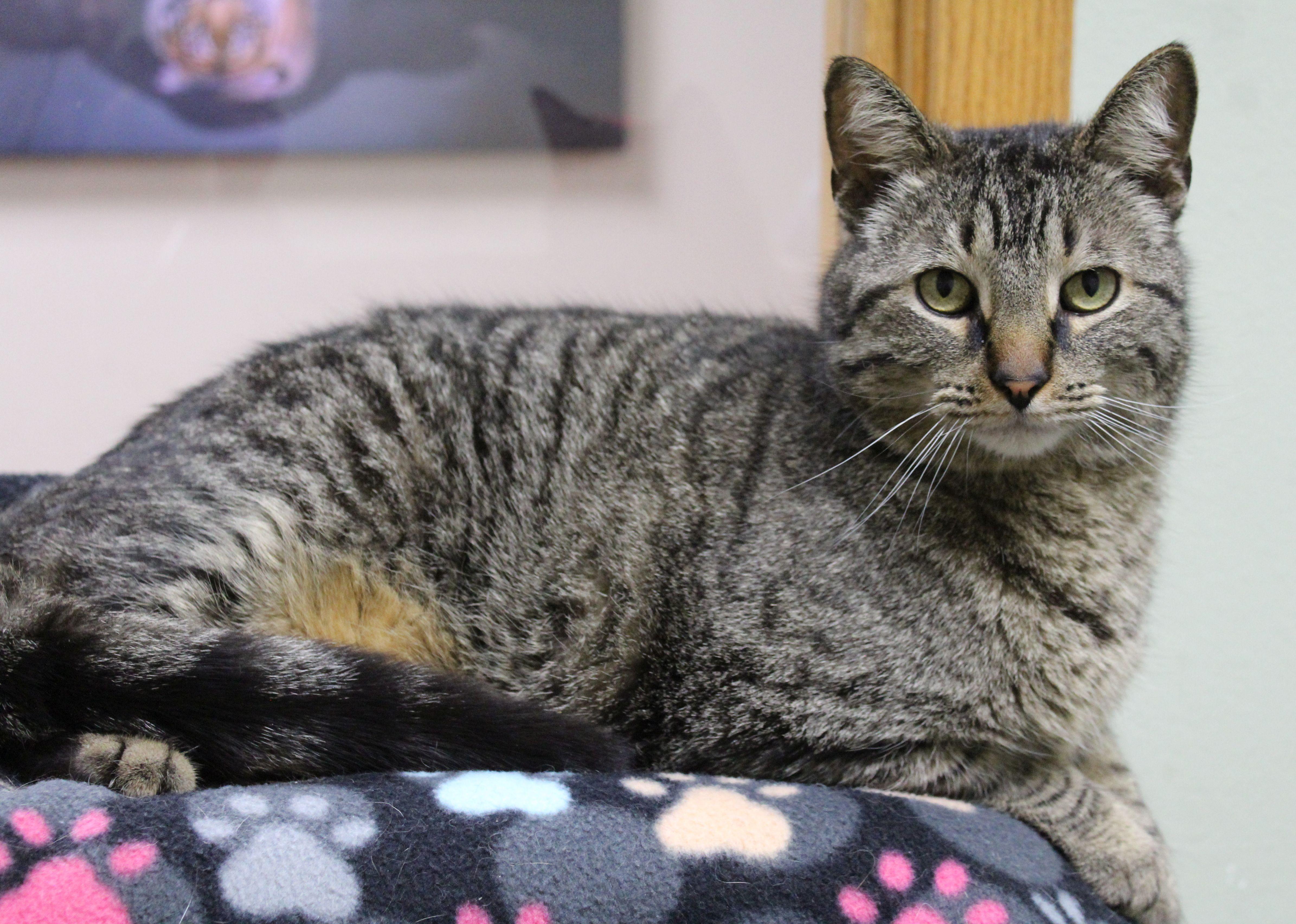 Leon, ADOPTABLE, Adult Male Domestic Short Hair.