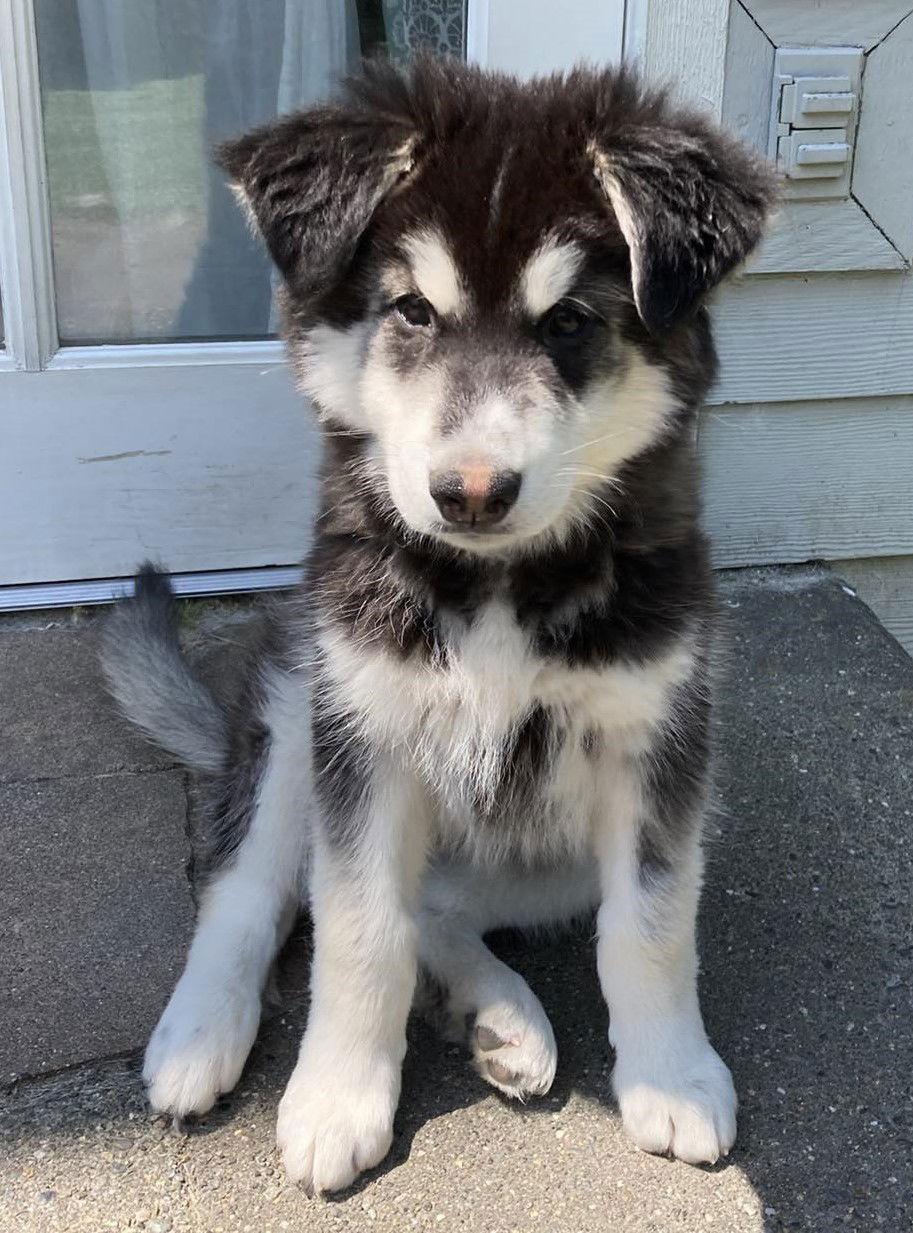 KODIAK, Adopted, Puppy Male Alaskan Malamute.