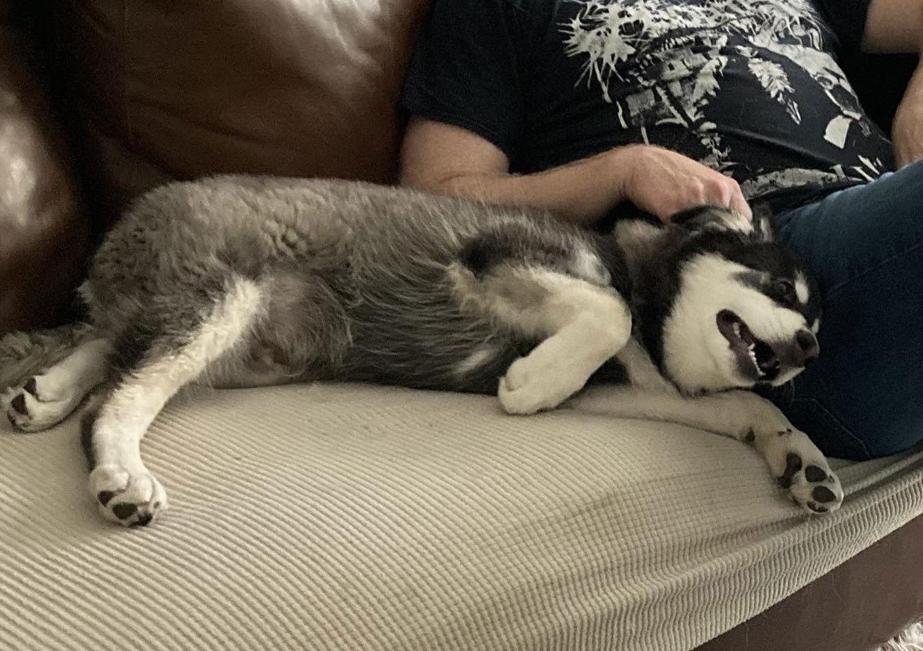 Enlarge KODIAK, a Adopted Alaskan Malamute in Seattle, WA image 3/3