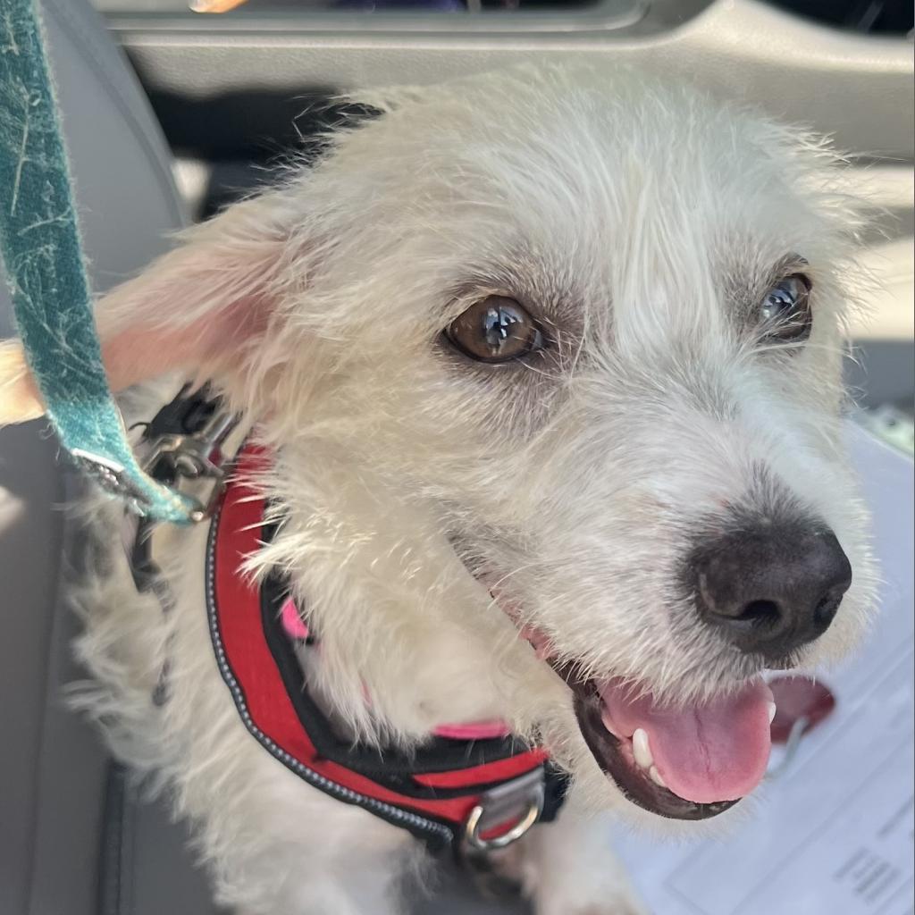 Stormie Snow (San Antonio), a Adoptable Terrier in Houston, TX image 1/6