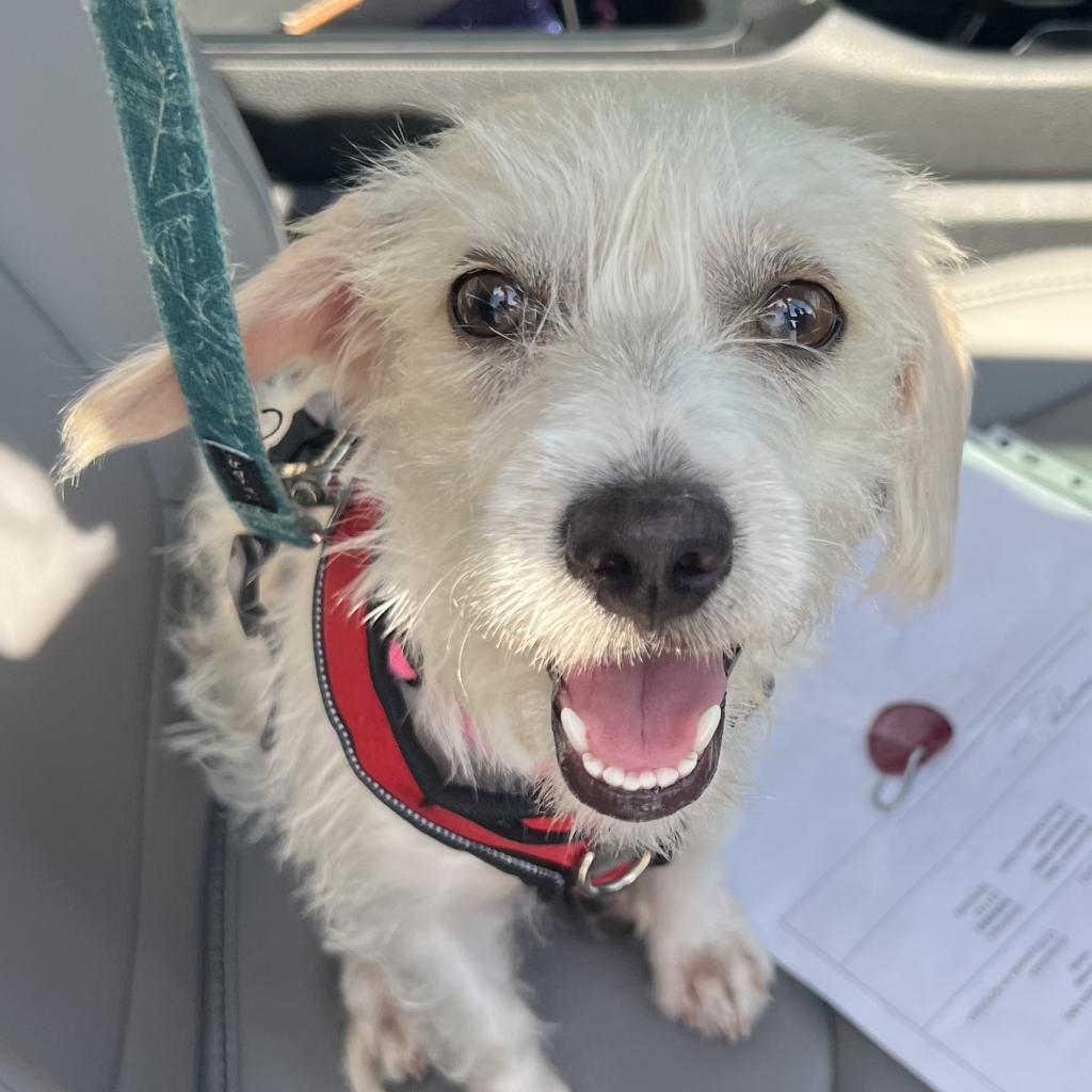 Stormie Snow (San Antonio), a Adoptable Terrier in Houston, TX image 2/6