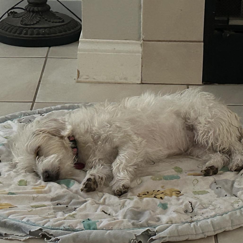 Stormie Snow (San Antonio) — thumbnail 3