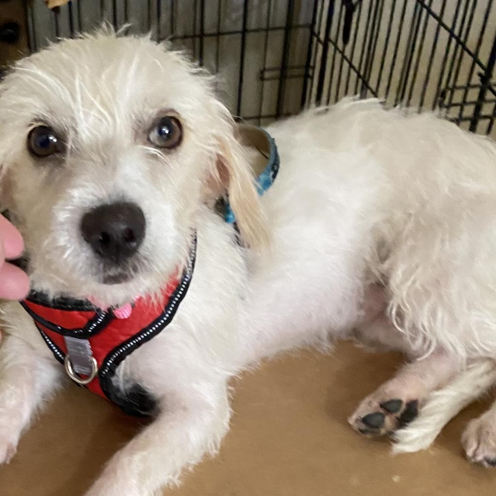 Stormie Snow (San Antonio), a Adoptable Terrier in Houston, TX image 4/6