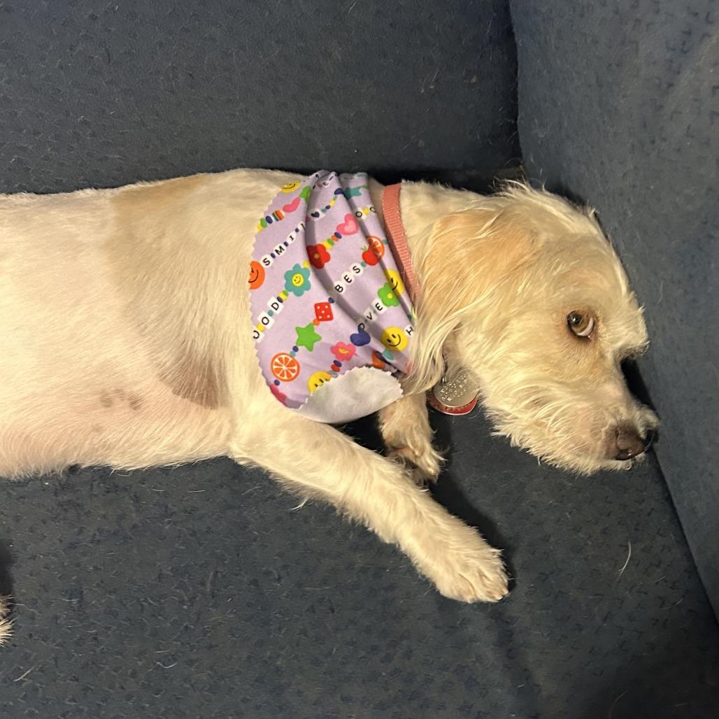 Stormie Snow (San Antonio), a Adoptable Terrier in Houston, TX image 5/6