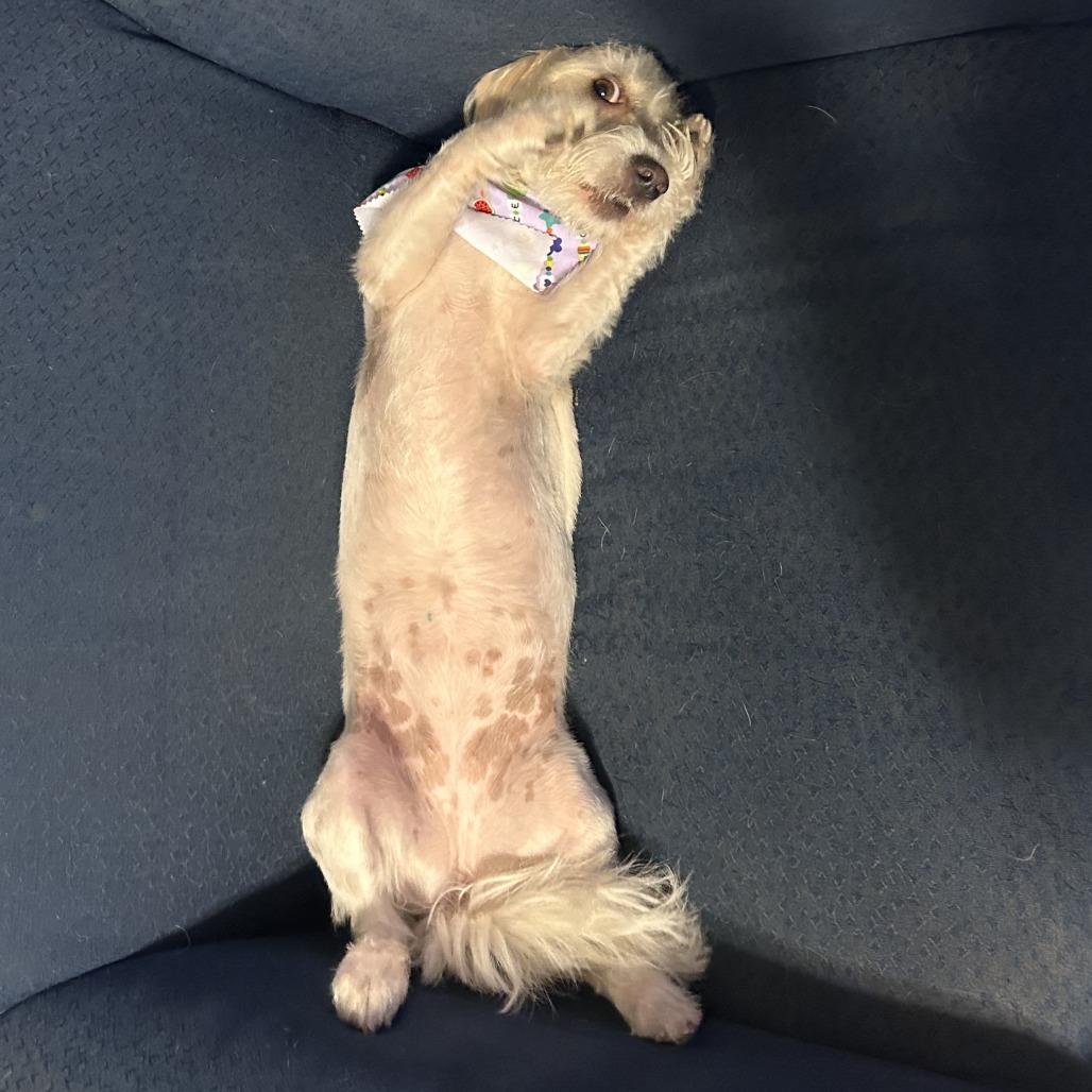 Stormie Snow (San Antonio), a Adoptable Terrier in Houston, TX image 6/6