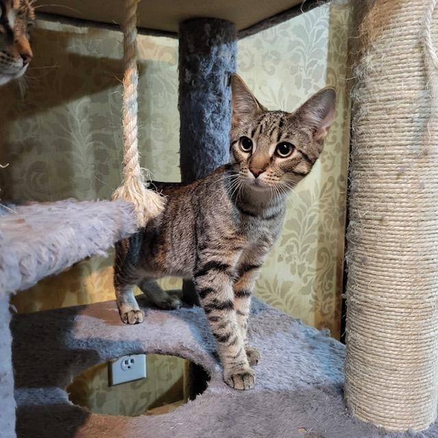 Enlarge Darwin (bonded to Darla), a ADOPTABLE Domestic Short Hair in East Brunswick, NJ image 4/4