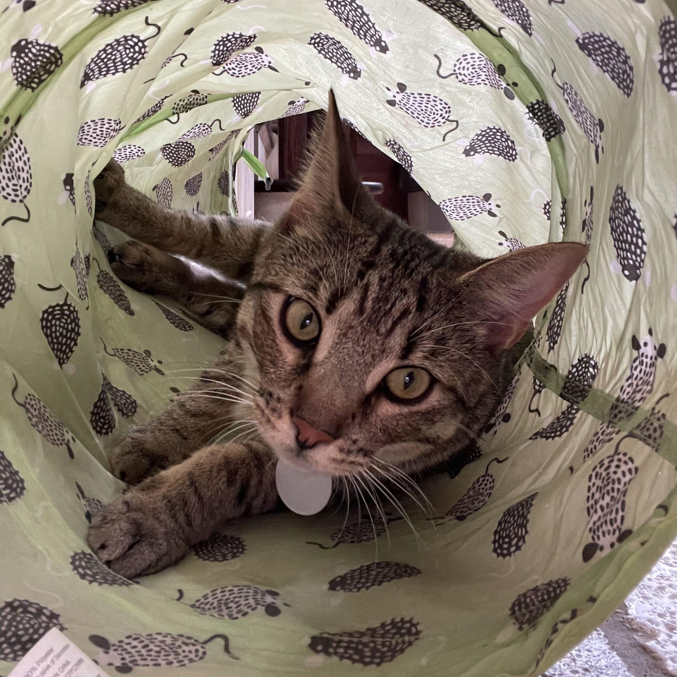 Darwin (bonded to Darla), a ADOPTABLE Domestic Short Hair in East Brunswick, NJ image 6/6
