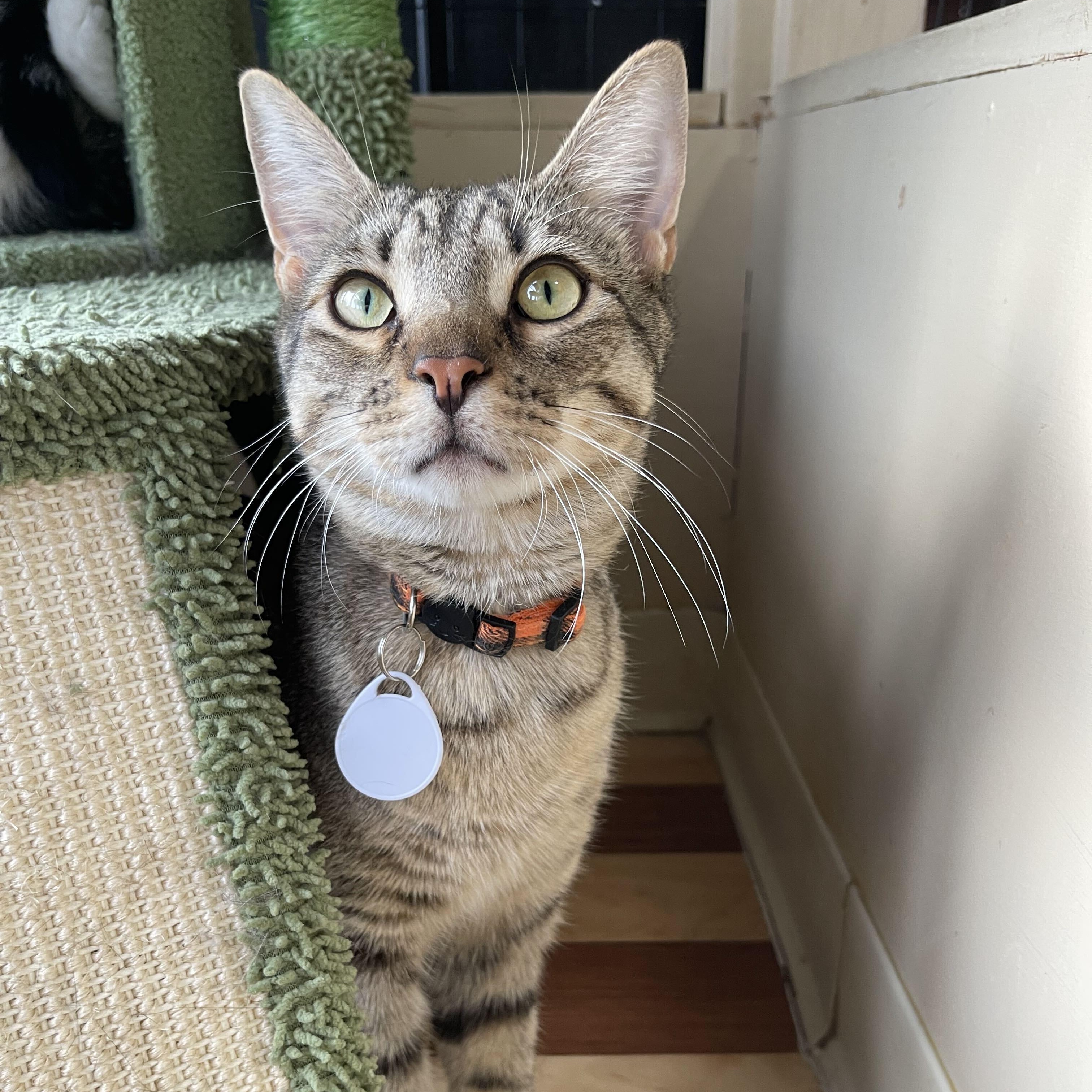 Darwin (bonded to Darla), ADOPTABLE, Young Male Domestic Short Hair.