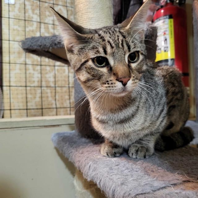 Enlarge Darwin (bonded to Darla), a ADOPTABLE Domestic Short Hair in East Brunswick, NJ image 2/4