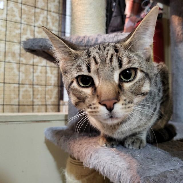 Enlarge Darwin (bonded to Darla), a ADOPTABLE Domestic Short Hair in East Brunswick, NJ image 3/4