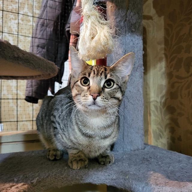 Enlarge Darwin (bonded to Darla), a ADOPTABLE Domestic Short Hair in East Brunswick, NJ image 1/4