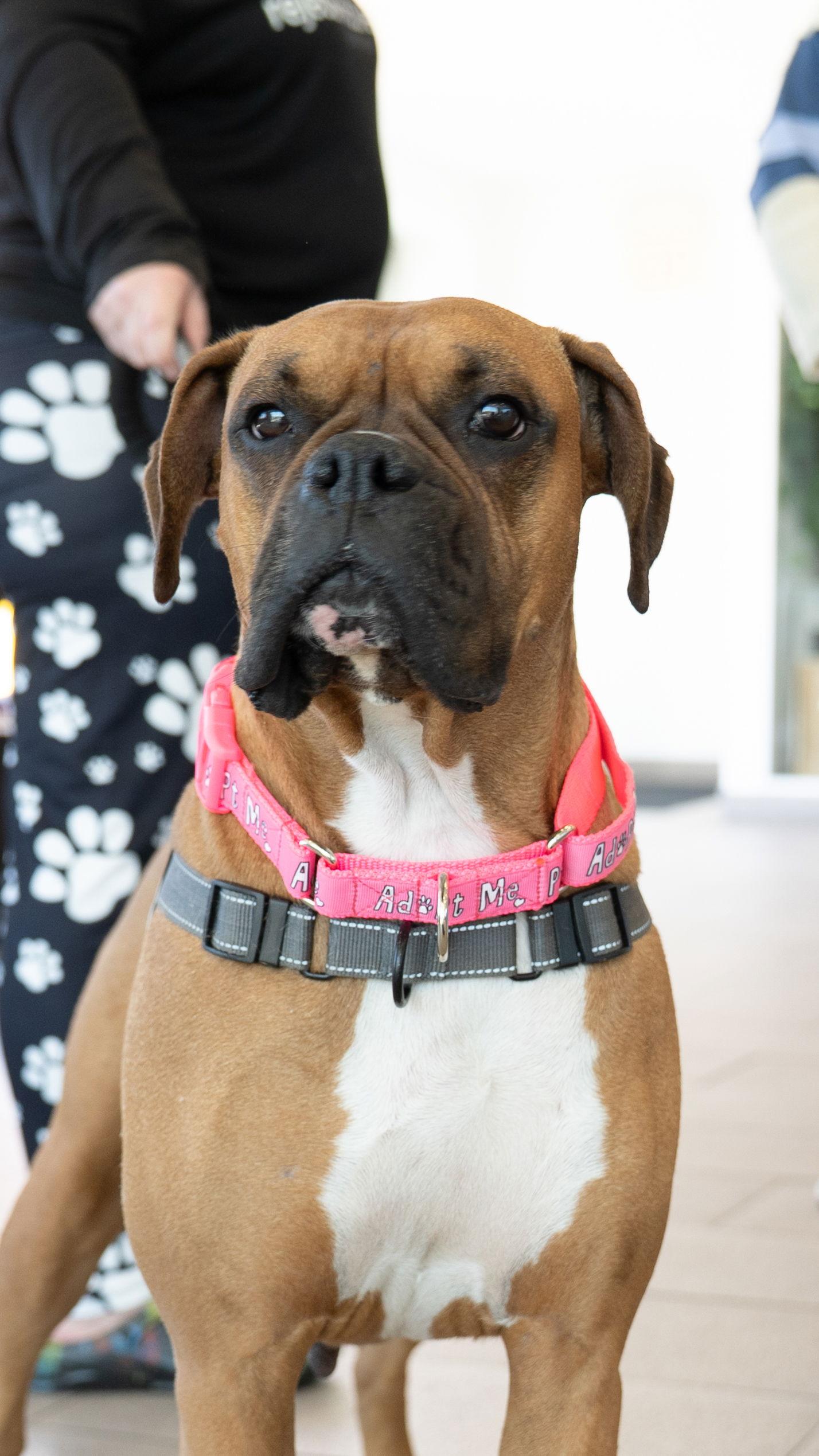 Riley, a Adopted Boxer in Owatonna, MN image 1/3