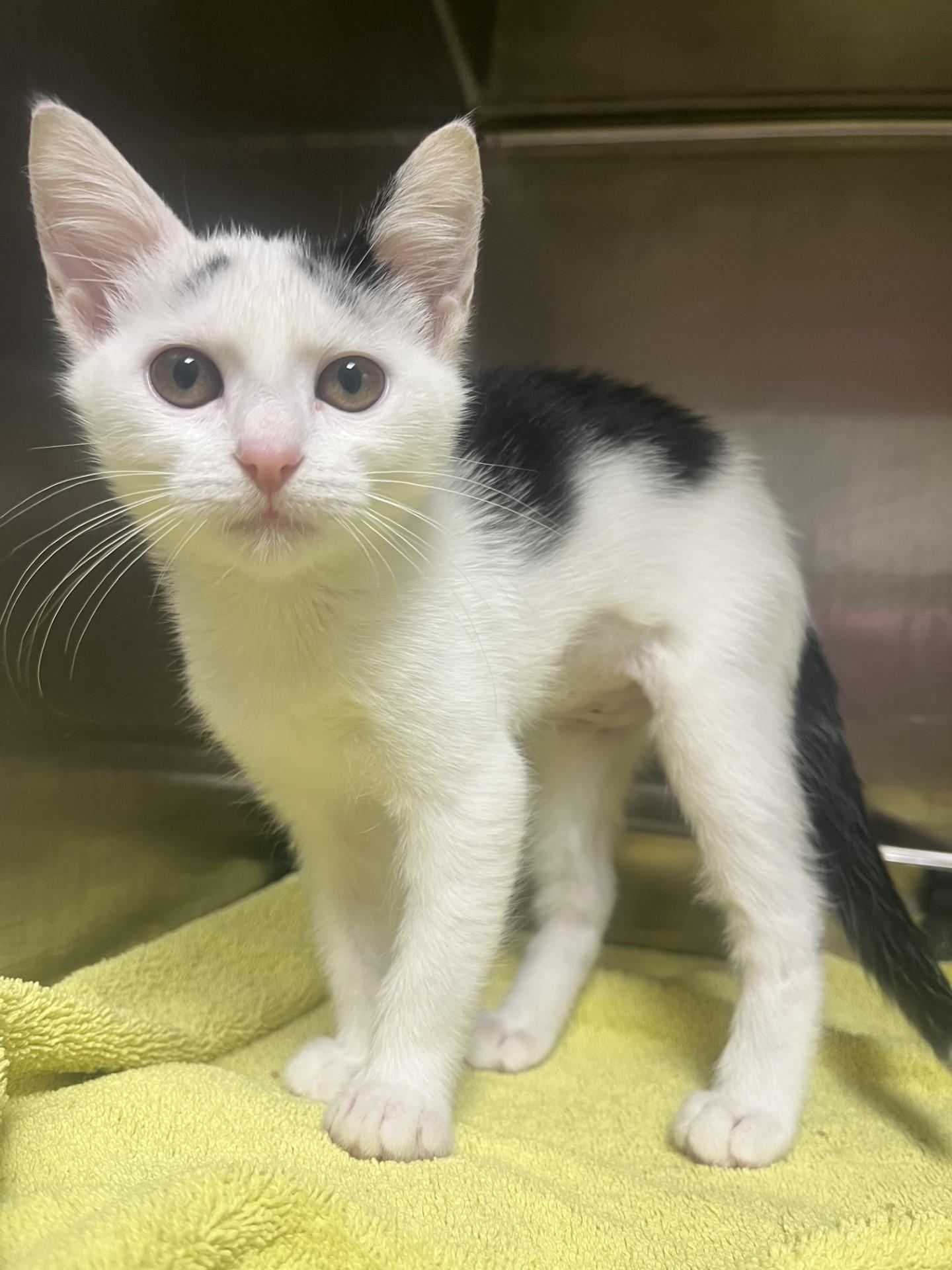 Emoji, Baby Female Domestic Short Hair