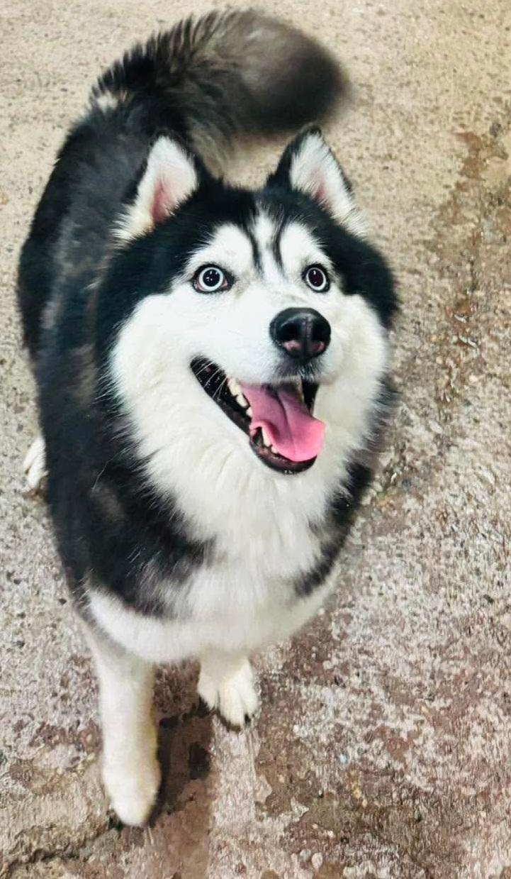 Skye, an adopted Siberian Husky in Burnaby, BC image 2/2