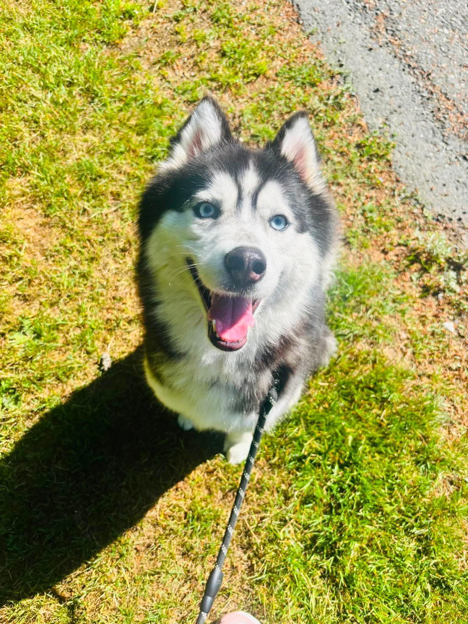 Skye, adopted, Adult Female Siberian Husky.