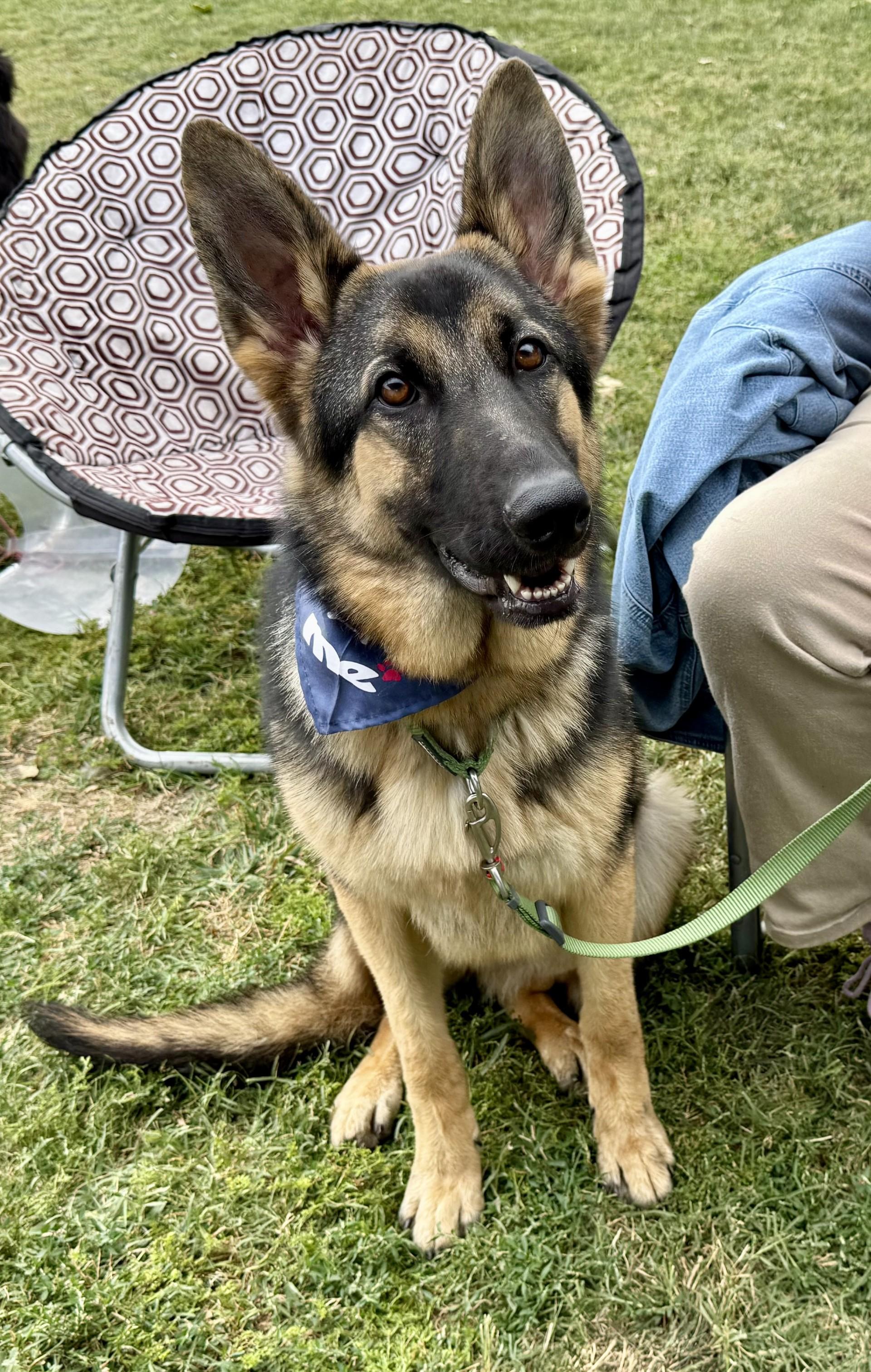 Enlarge Kira 2, a Adoptable German Shepherd Dog in Los Alamitos, CA image 1/6