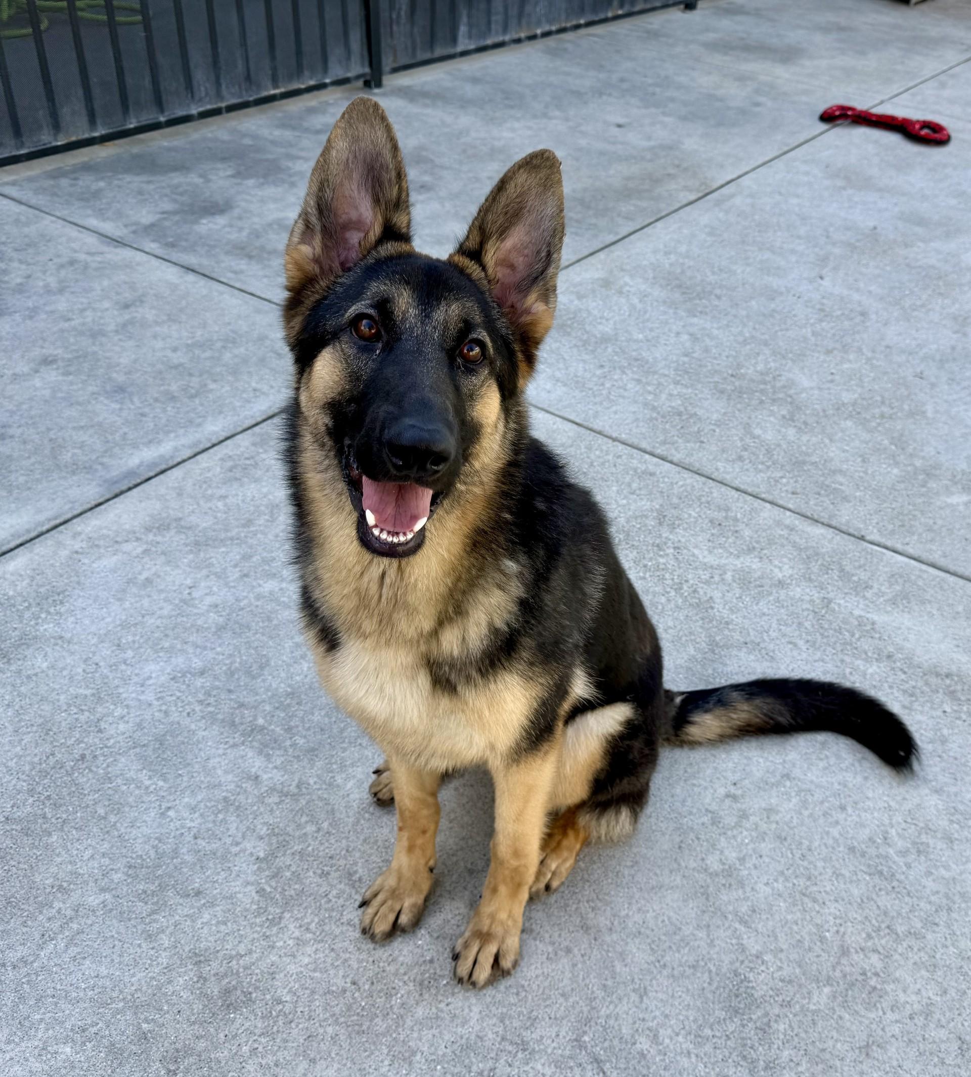 Enlarge Kira 2, a Adoptable German Shepherd Dog in Los Alamitos, CA image 2/6